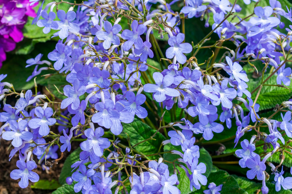 Le streptocarpus, des fleurs toute l'année