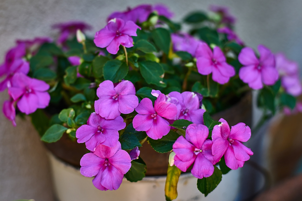 Impatiens, la plante de l'impatience