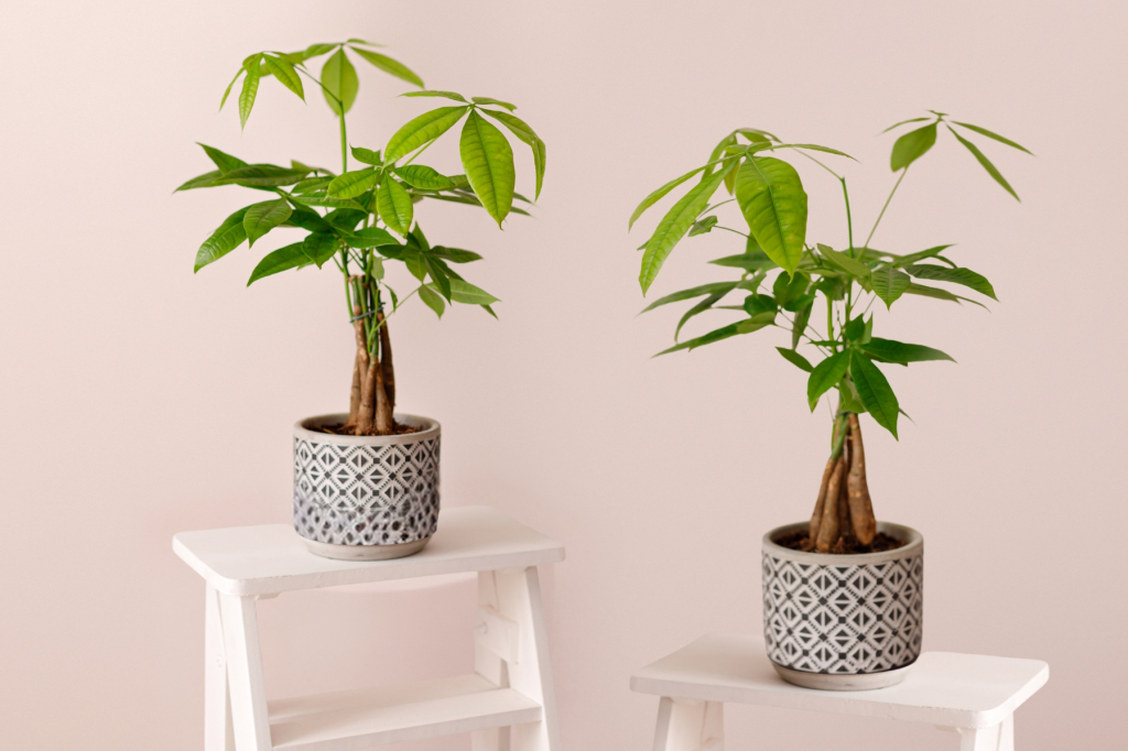 Le pachira aquatica, une plante contemporaine