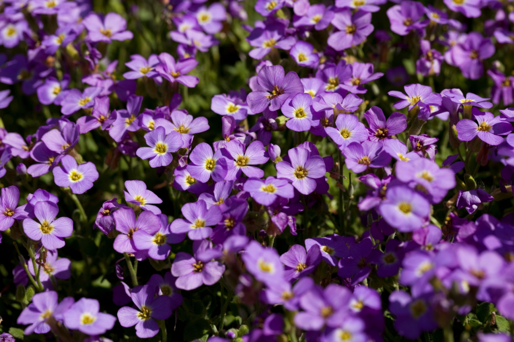 La patience, la fleur avec une belle floraison