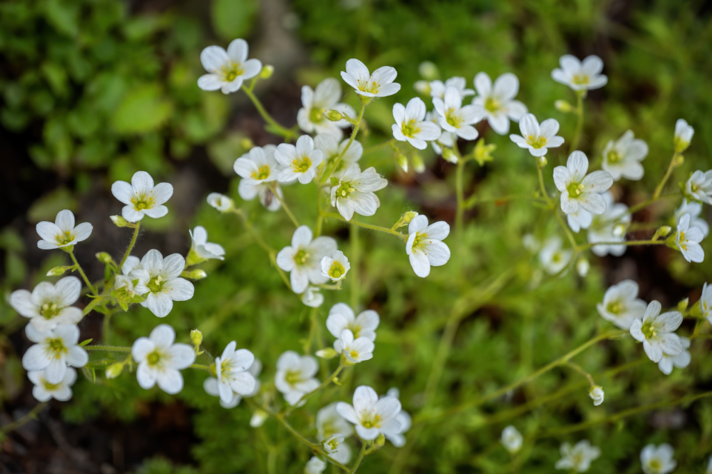 Saxifrage, la plantes des rochers