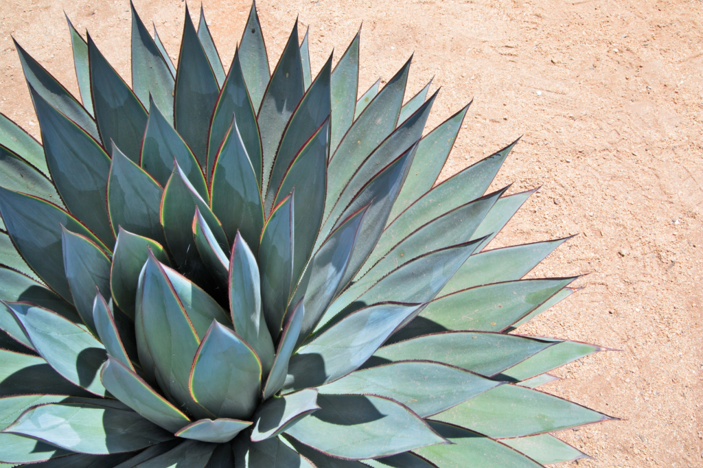L'agave bleu ou l'agave de tequila