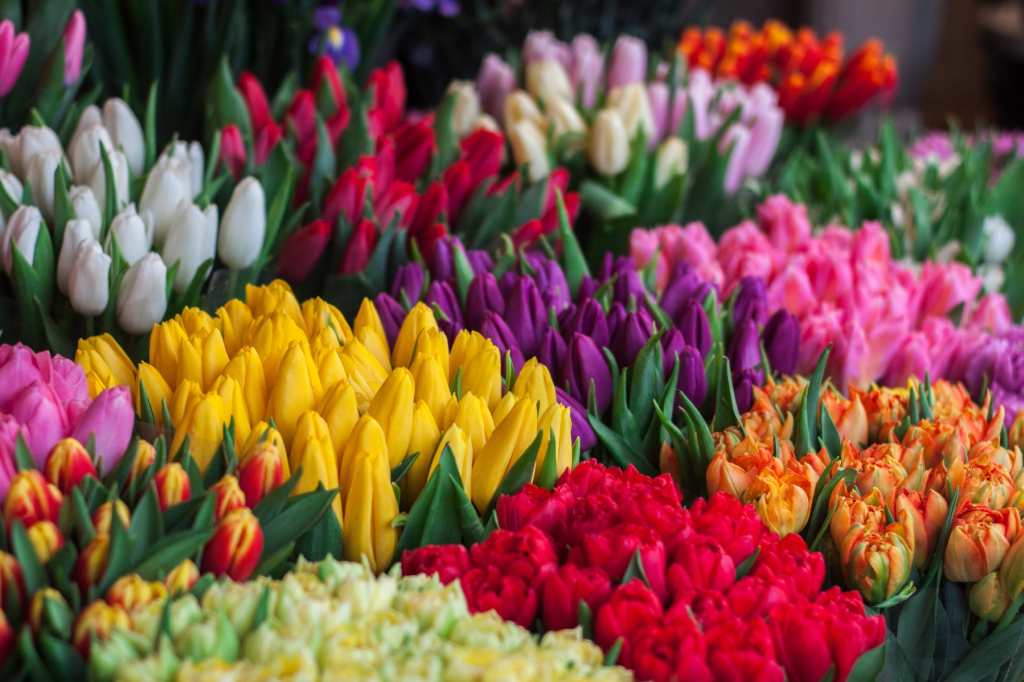 Quelle est la signification et la symbolique des couleurs des tulipes ? 