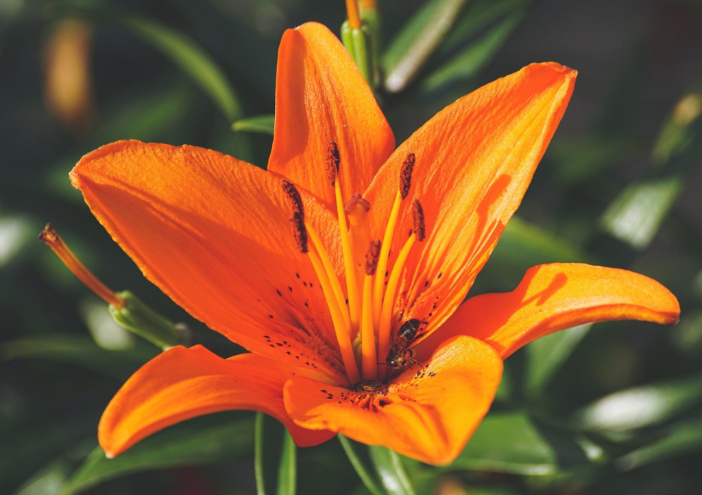 Lys orangé, une fleur emblématique de toute beauté