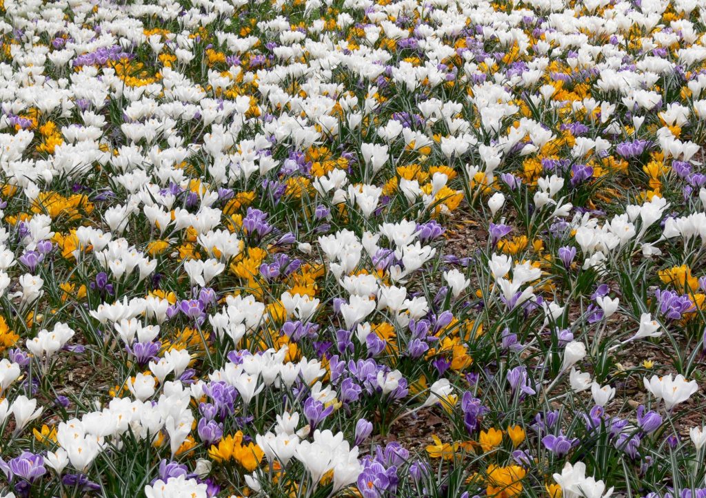 Crocus, la jolie fleur de l’hiver