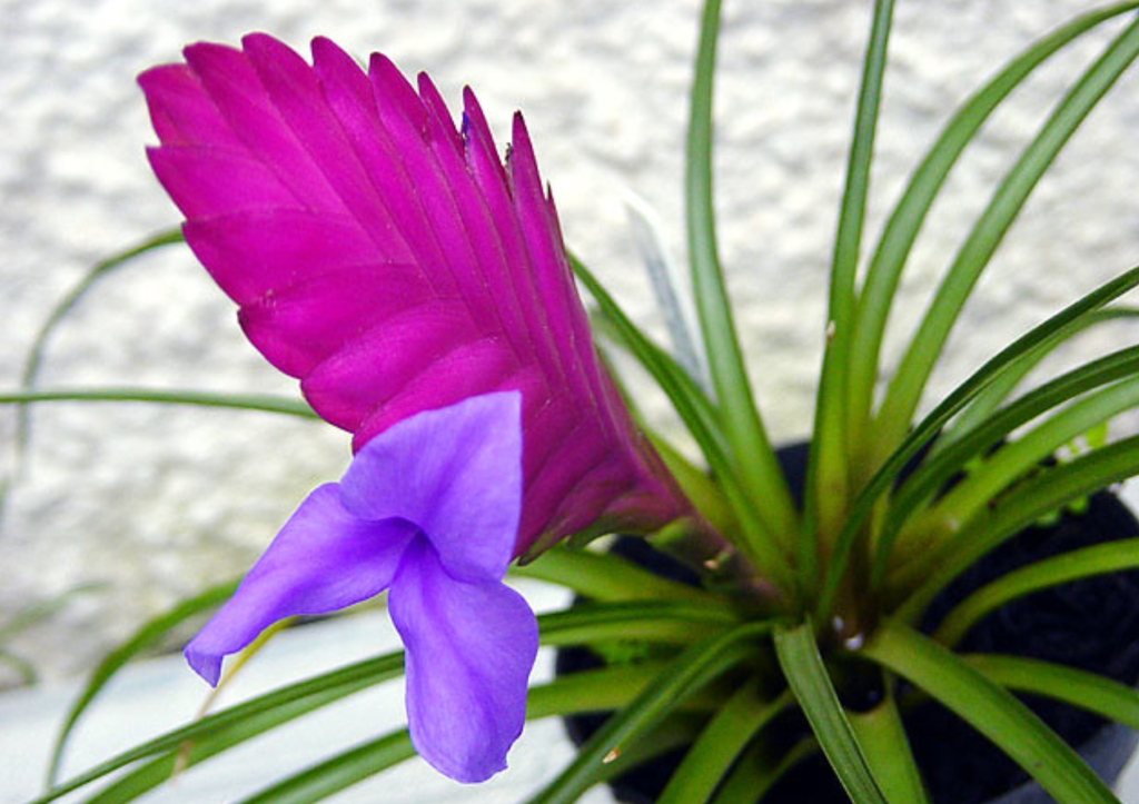 Tillandsia raquette, une magnifique plante d'intérieur fleurie