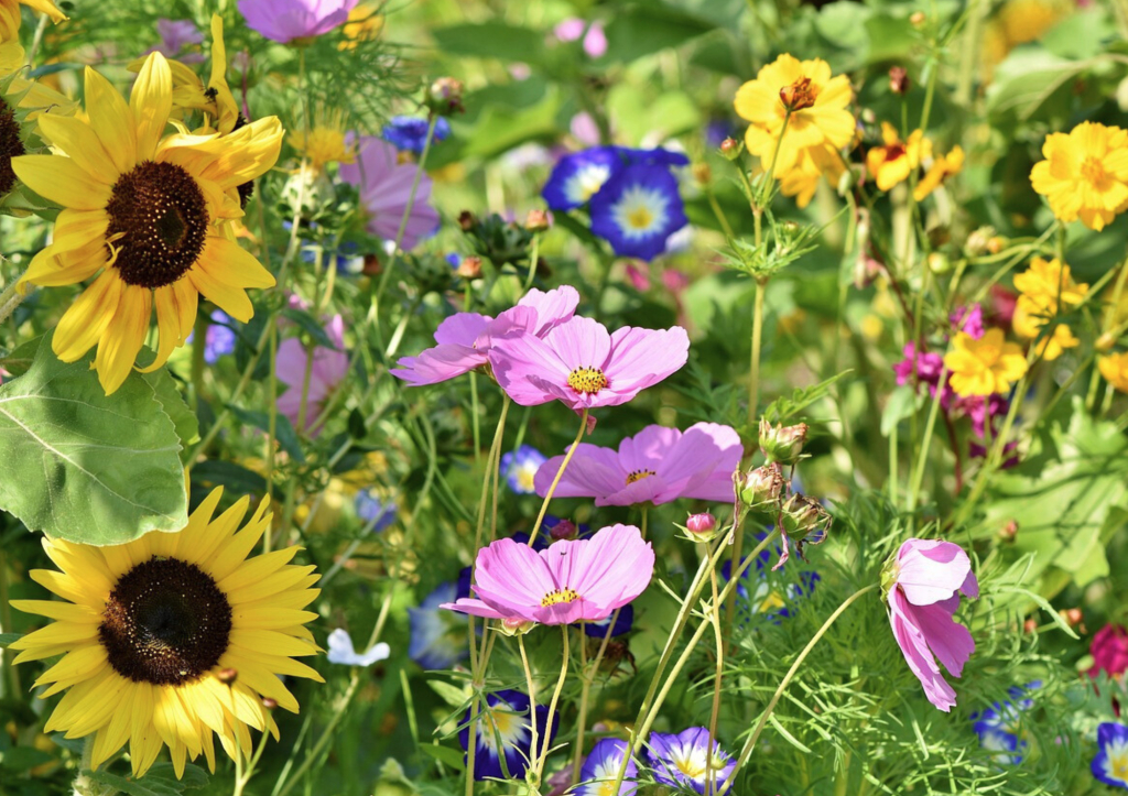 Les 20 plus belles fleurs d'été