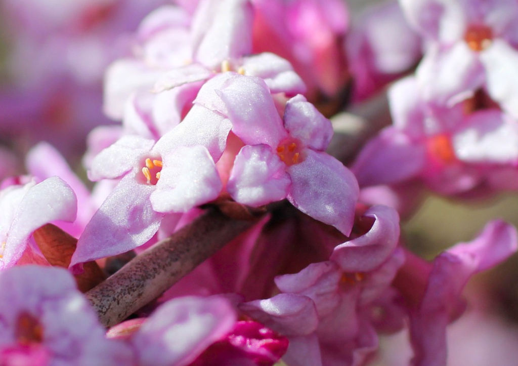 Daphné, la belle fleur d’hiver au parfum divin