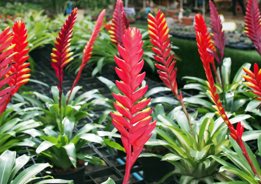 Le vriesea, une plante fascinante