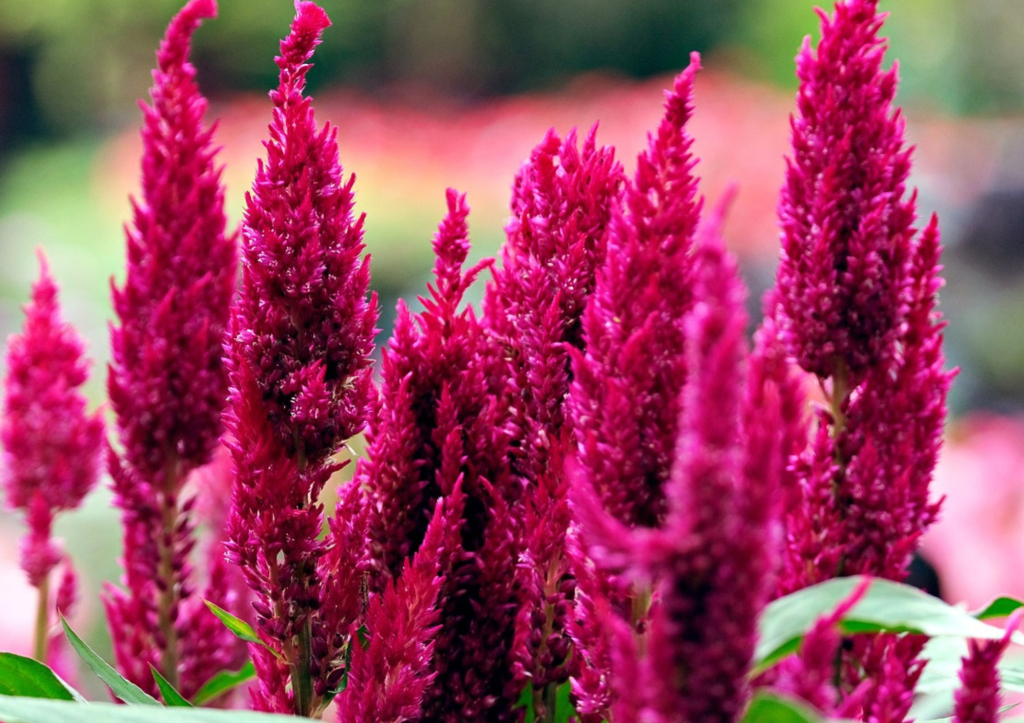 La célosie plumeuse