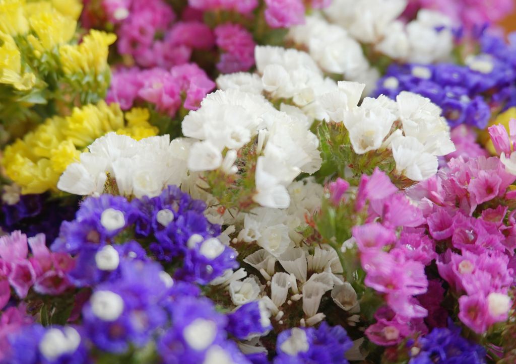 Le Statice ou Limonium