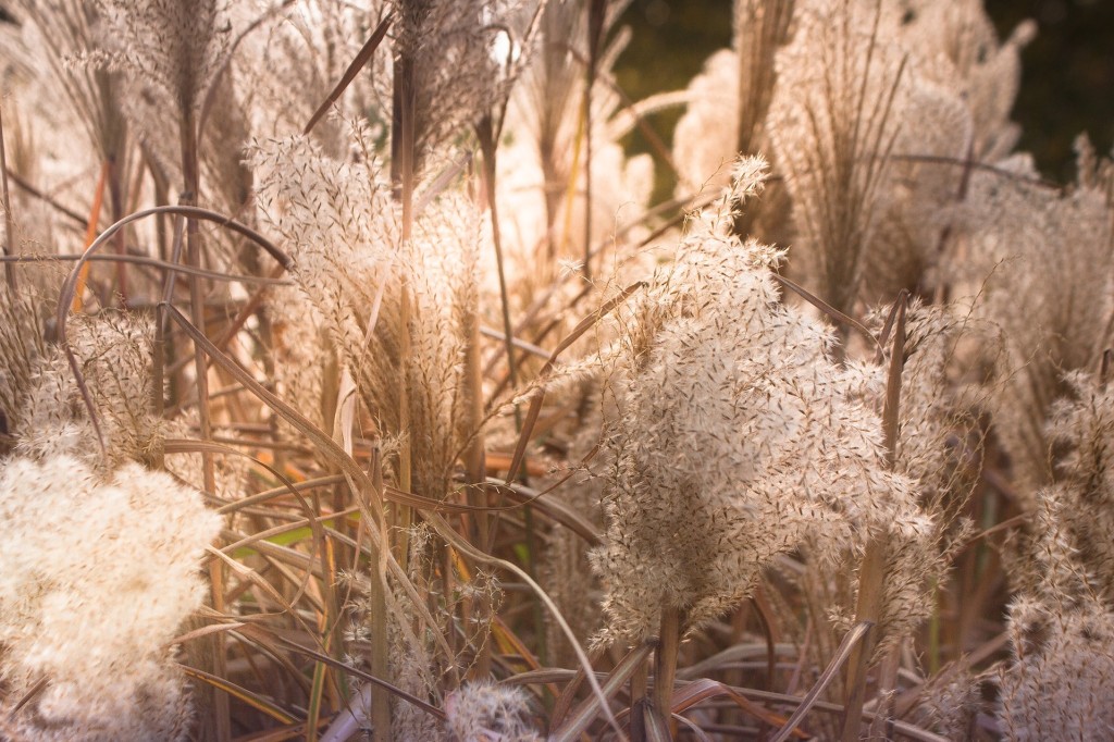 Tout savoir sur l'herbe de la pampa