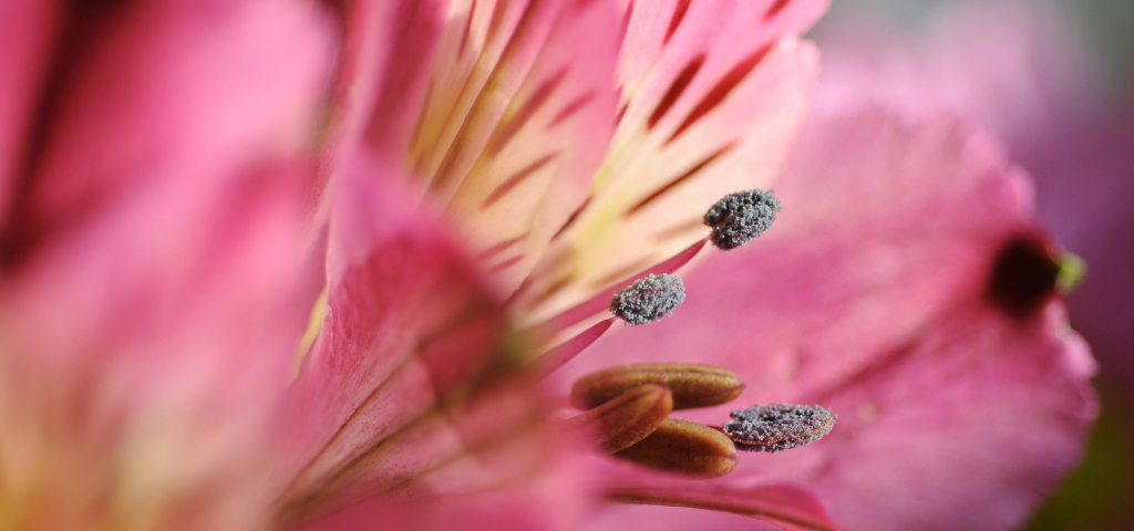 Fiche Plante : Asltroemeria 