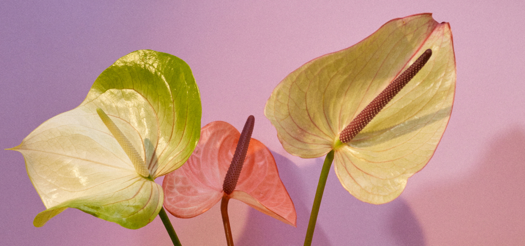 Quelle plante offrir pour la Fête des Mères 