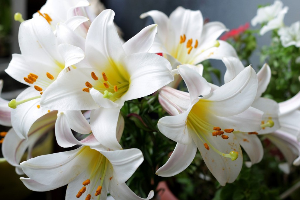 Lys, la fleur royale