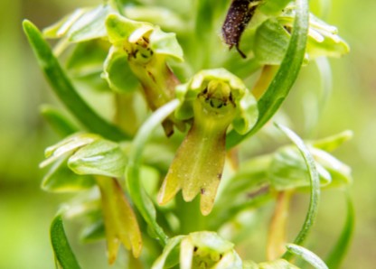 Orchis grenouille pour sublimer votre intérieur
