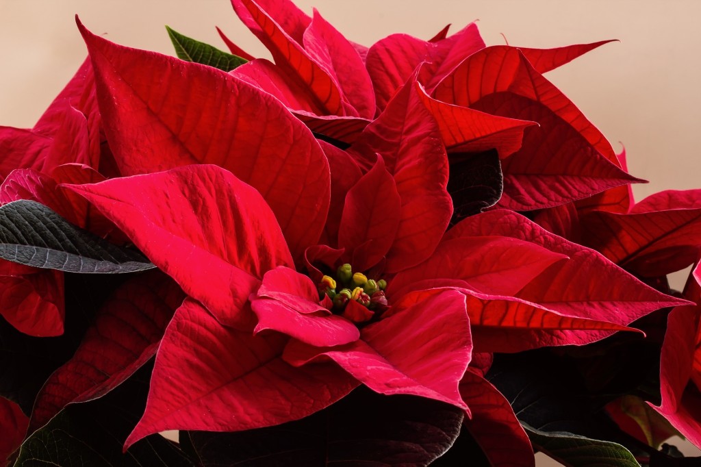 Poinsettia, la fleur de Noël
