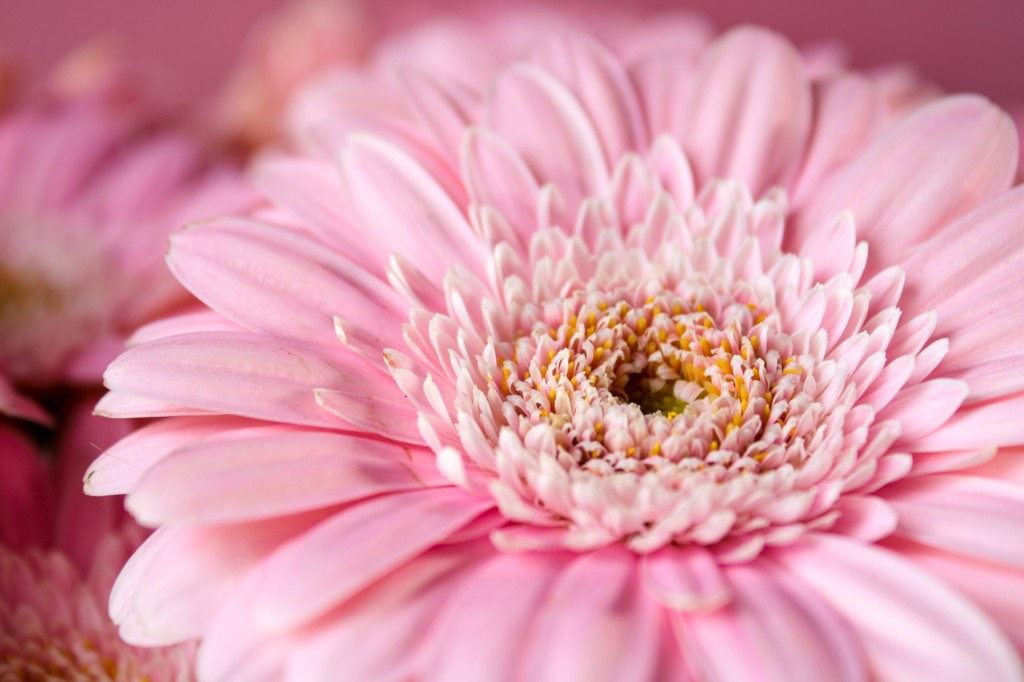 Gerbera, la plante pour décorer votre intérieur