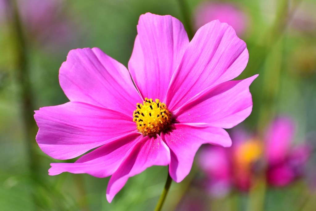 Cosmos, une plante à fleurs gracieuse et élégante