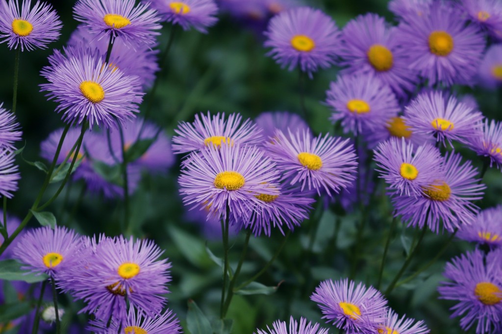 Aster, l’étoile lumineuse du jardin