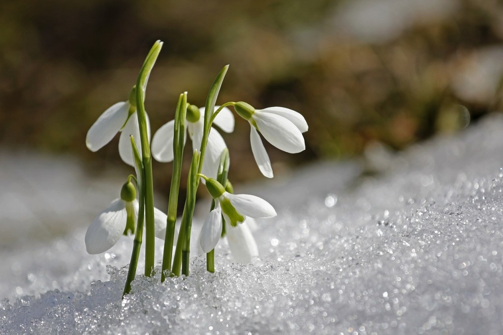 Perce-neige : la magnifique plante qui fleurit en hiver 