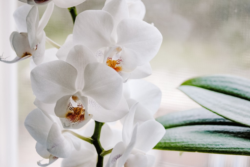 Pourquoi mon orchidée fait des feuilles, mais ne fleurit pas