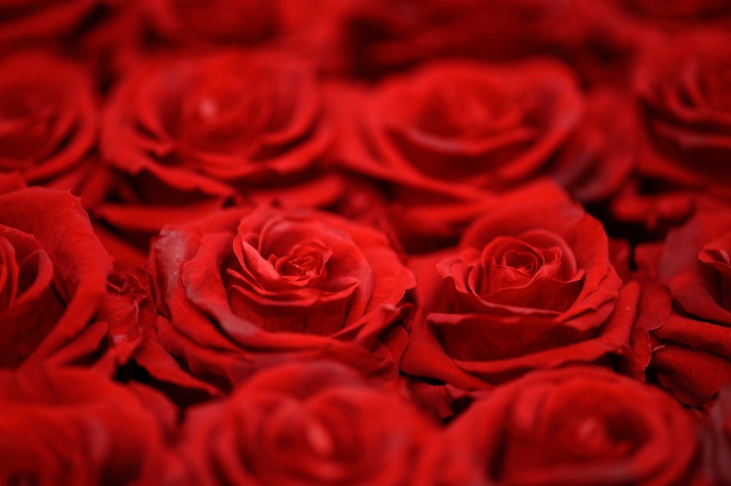 Combien de roses offrir pour la Saint-Valentin ?