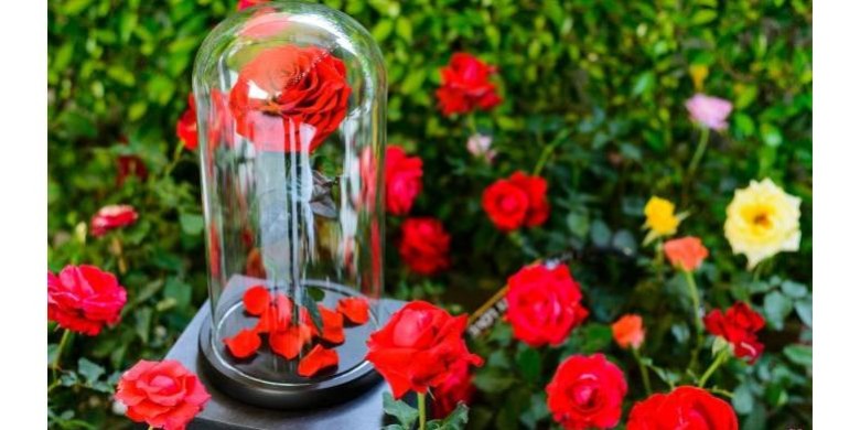 Comment Faire Une Rose éternelle Sans Glycérine