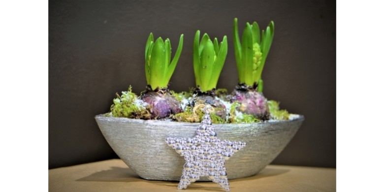 Tout savoir sur les plantes à bulbes