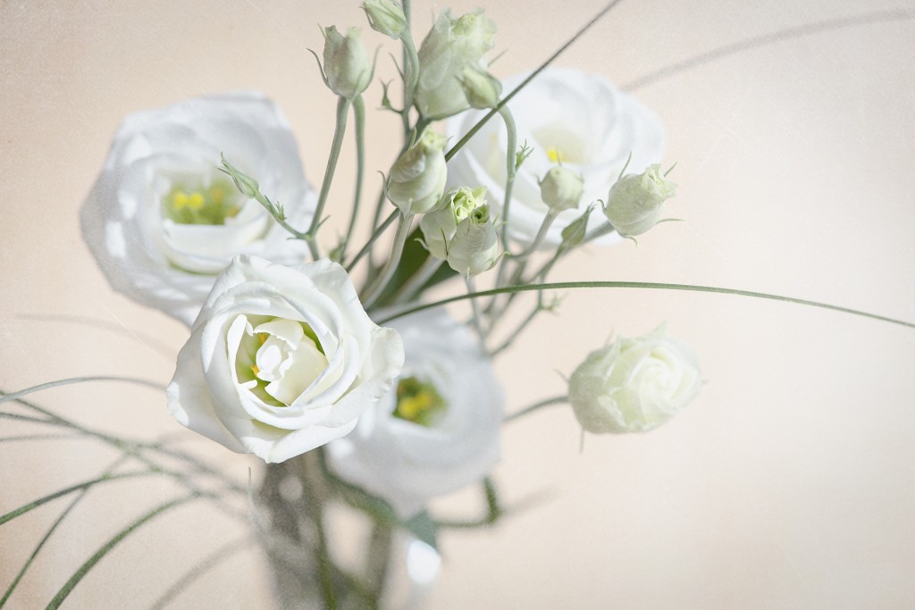 Lisianthus (Eustoma)
