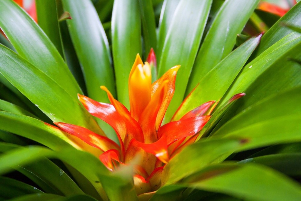 Guzmania, un atout de charme pour la maison