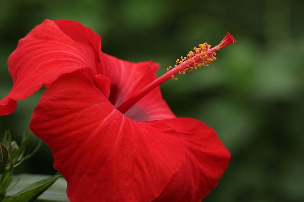 L’hibiscus, l’irrésistible fleur du paradis