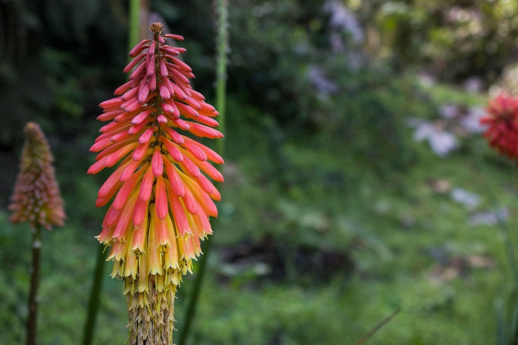 Le tritoma, les fleurs ardentes du tison de Satan
