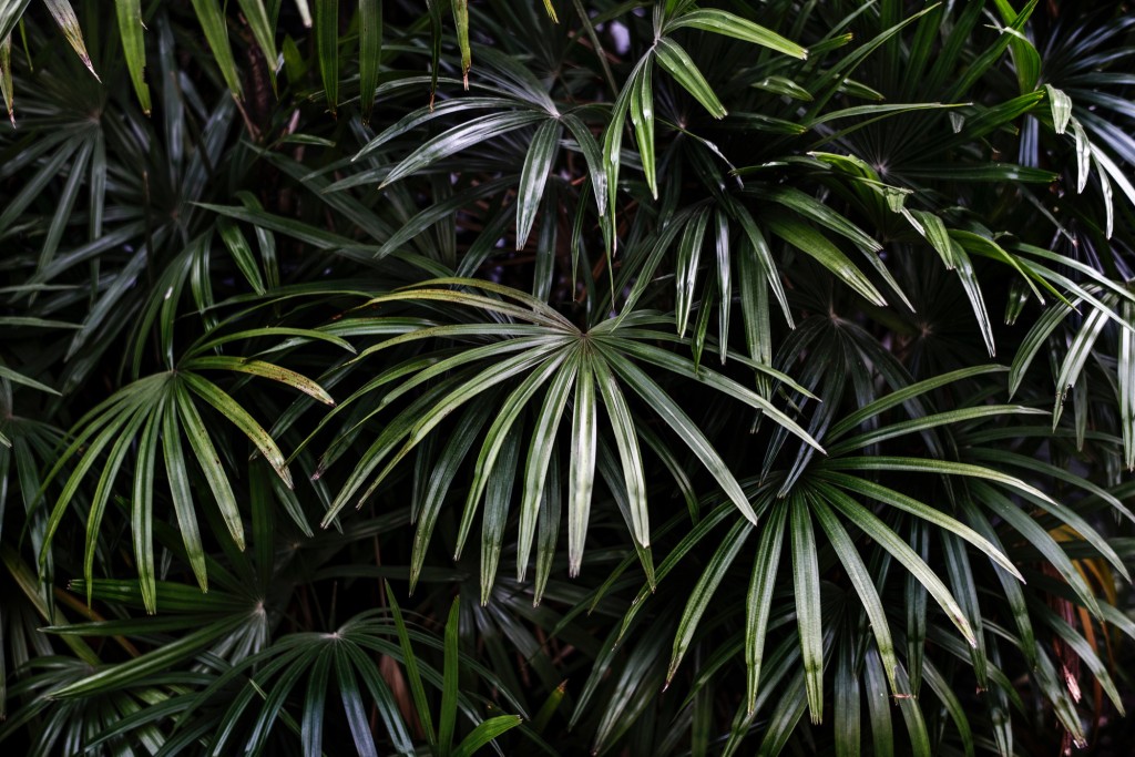 Le kentia, une plante verte dépolluante