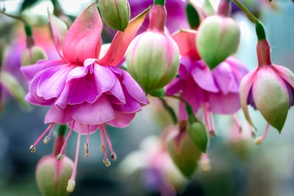 Le fuchsia, la fleur de l’amour