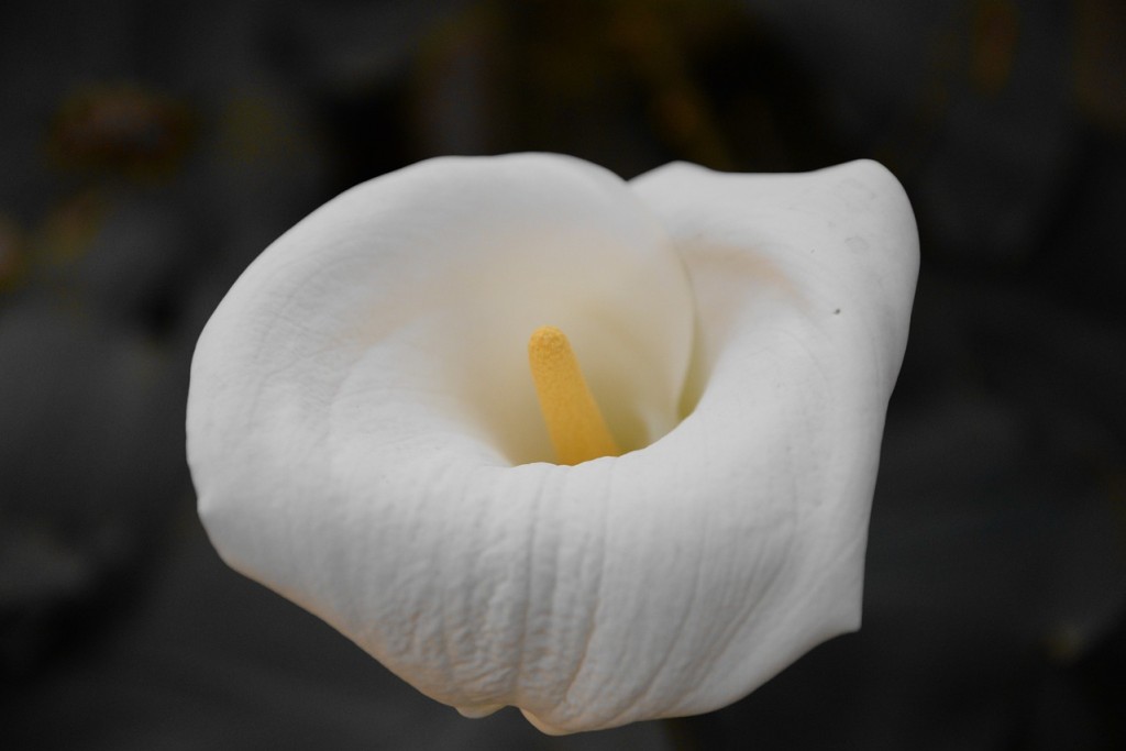 Zantedeschia