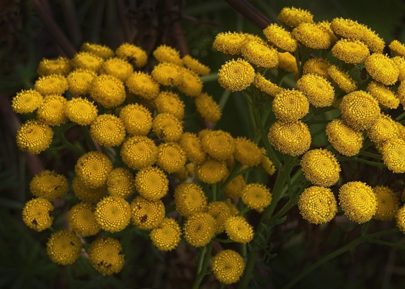 La Tanaisie, une plante vivace odorante aux fleurs jaunes élégantes