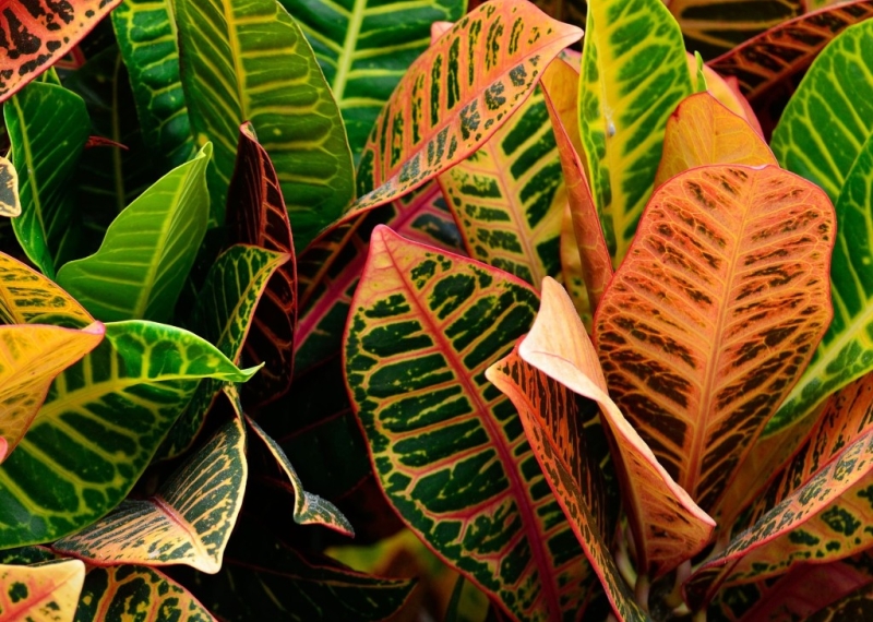 Le croton : la plante aux feuilles multicolores