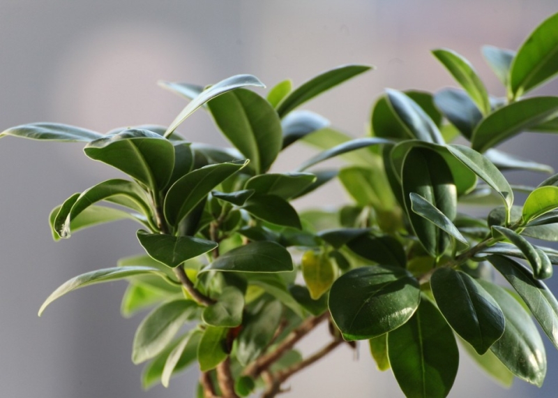 Le Ficus, une plante pour sublimer votre intérieur