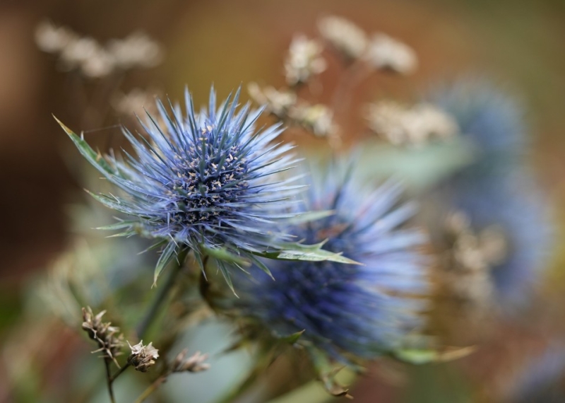 Chardon, un véritable ornement pour le jardin