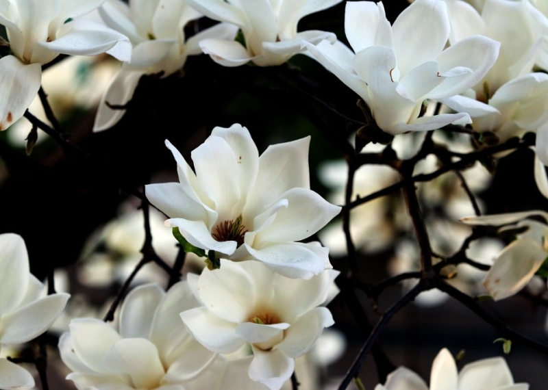 Magnolia, un somptueux arbre à fleurs