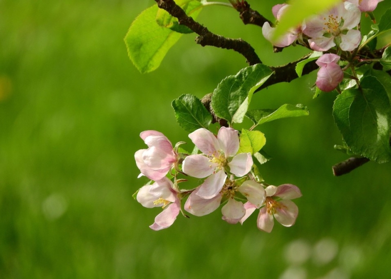 Pommier à fleurs (Pommier d’ornement)