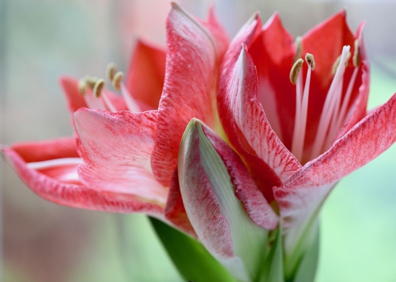 Amaryllis, une fleur somptueuse