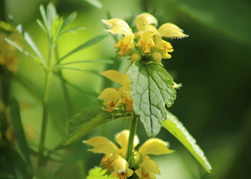 L’ortie jaune, fleur sublime en ornement