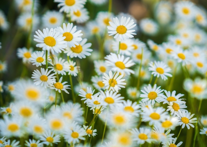 Marguerite, la belle des champs