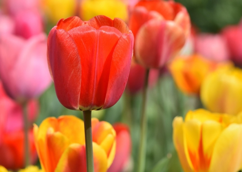 Quel est le symbole de la tulipe ?