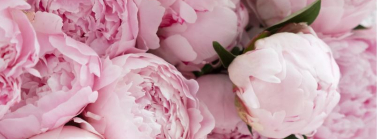 Une sélection des meilleures fleurs à offrir pour la Fête des Mères