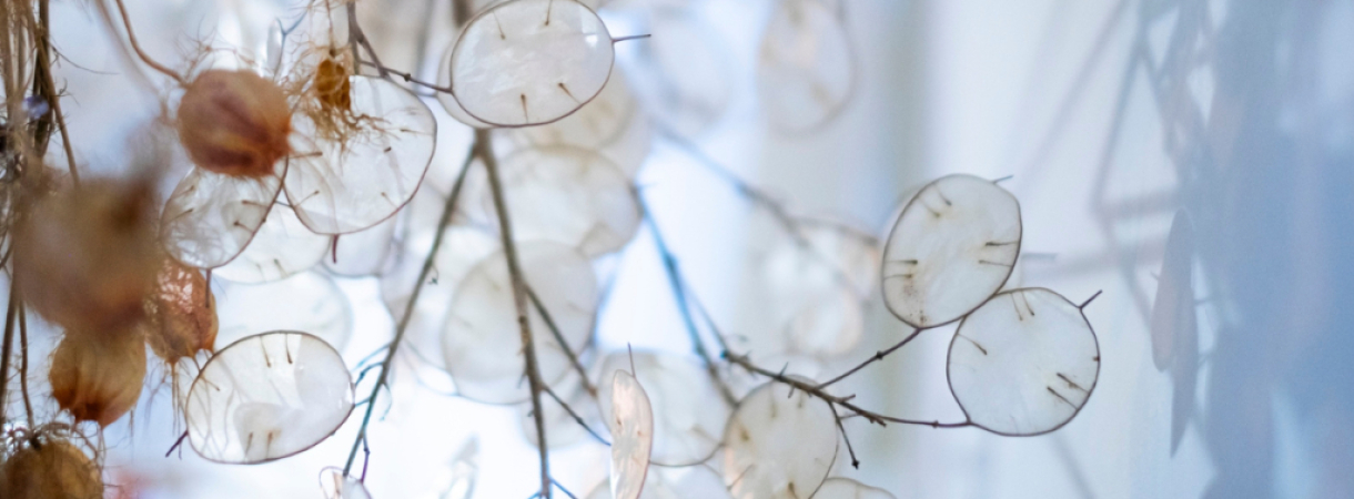 Fiche plante : la monnaie du pape