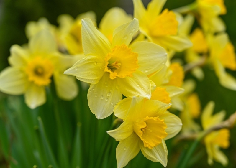 Jonquille, une fleur lumineuse