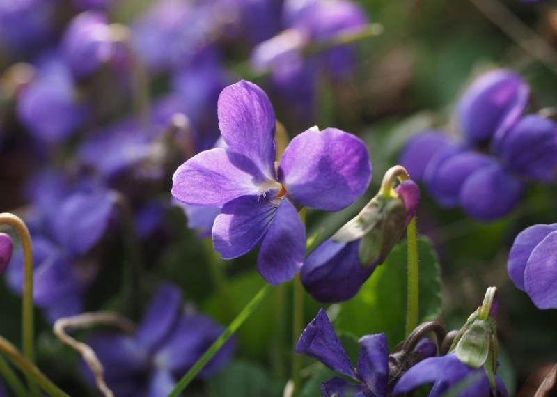 Violette, une belle petite fleur
